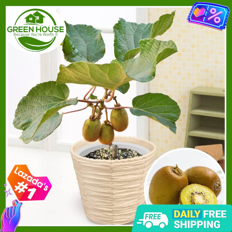 Green House - Bonsai Kiwi Fruit Seeds for Plantings (20 Seed) incl. Plant  Instruction - Dwarf Kiwifruit - Eatable - Lazada | Lazada PH