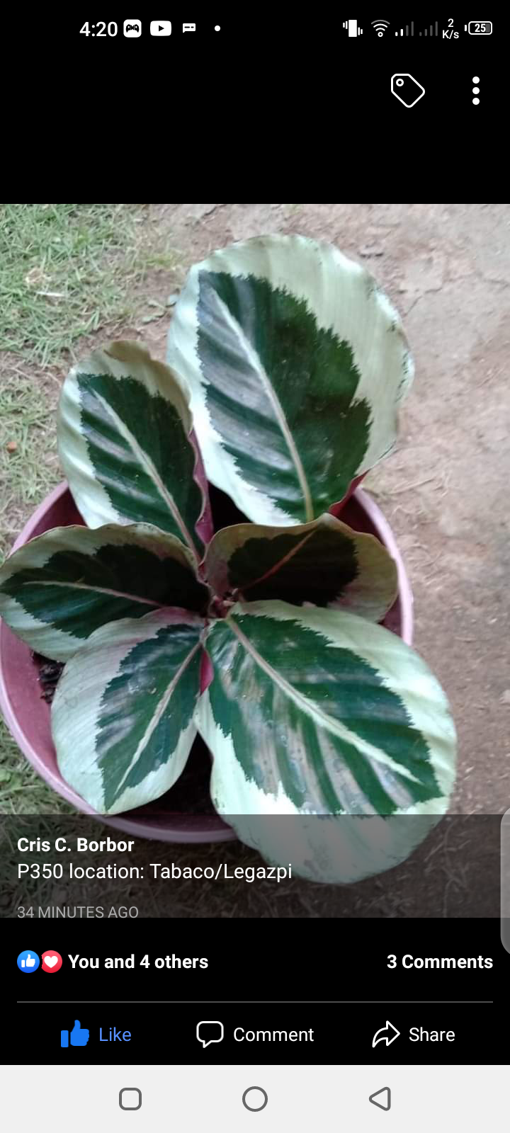 calathea maison du monde Calathea 'Makoyana' – ECOVIBE main image 0