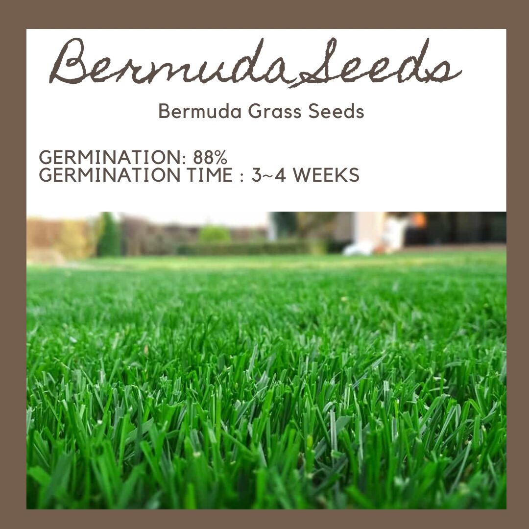 Bermuda Grass Lawn Grass Seeds 1500+ seeds Approx Lazada PH