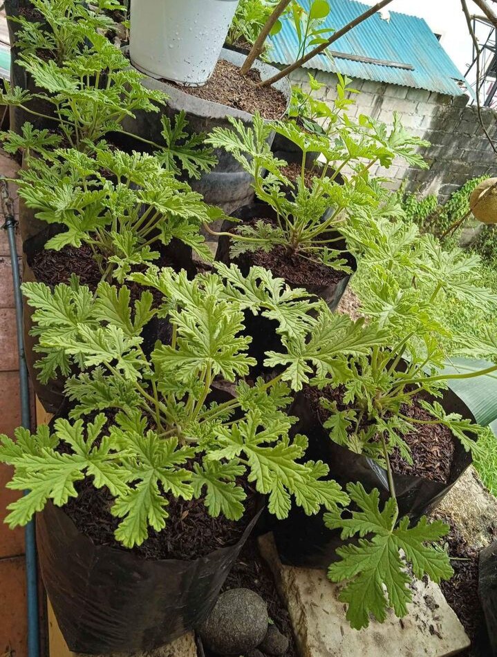 Citronella Malvarosa (Anti Mosquito Live Plant) with FREE garden soil
