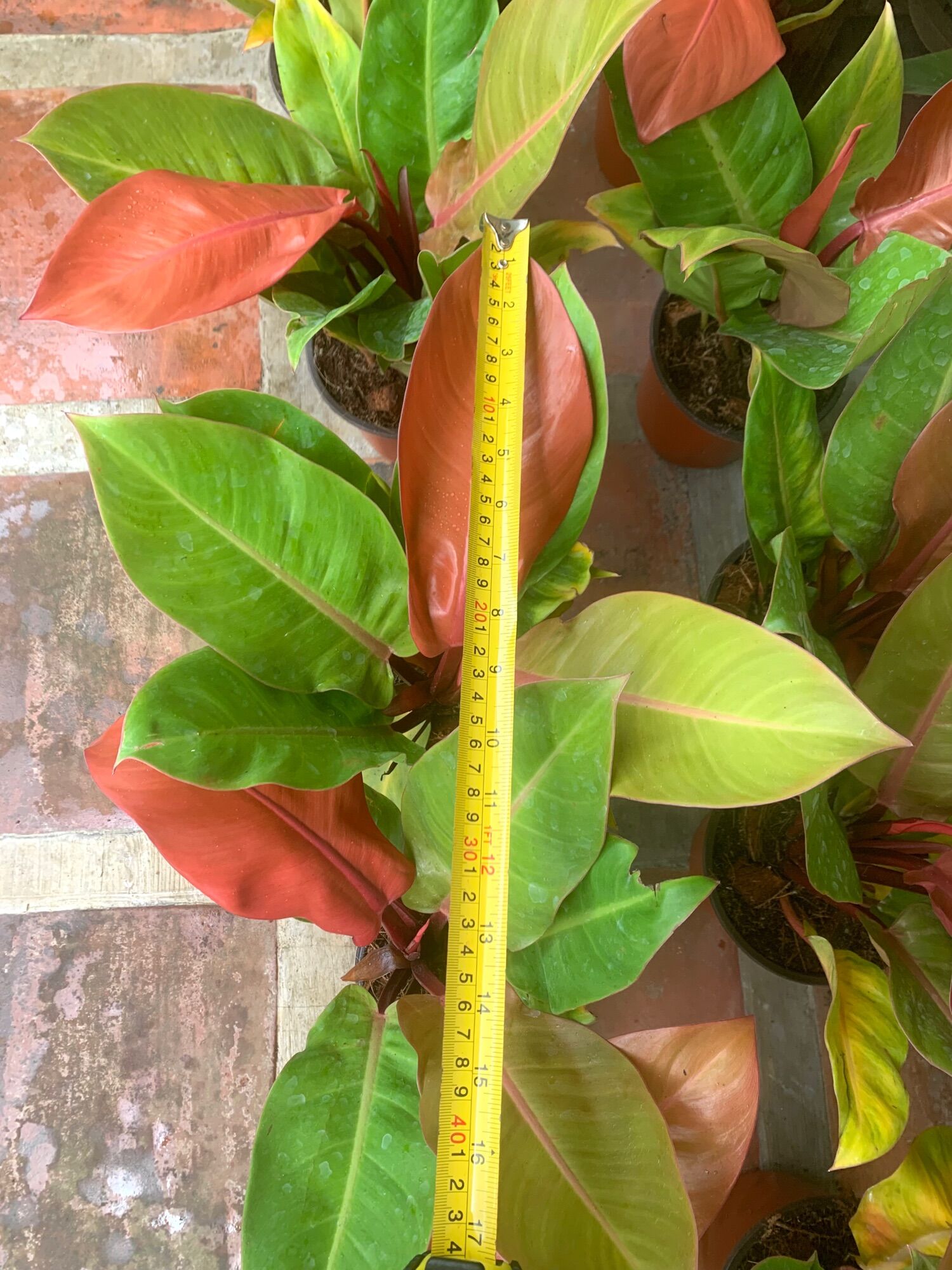 pothos plant scientific name Epipremnum aureum