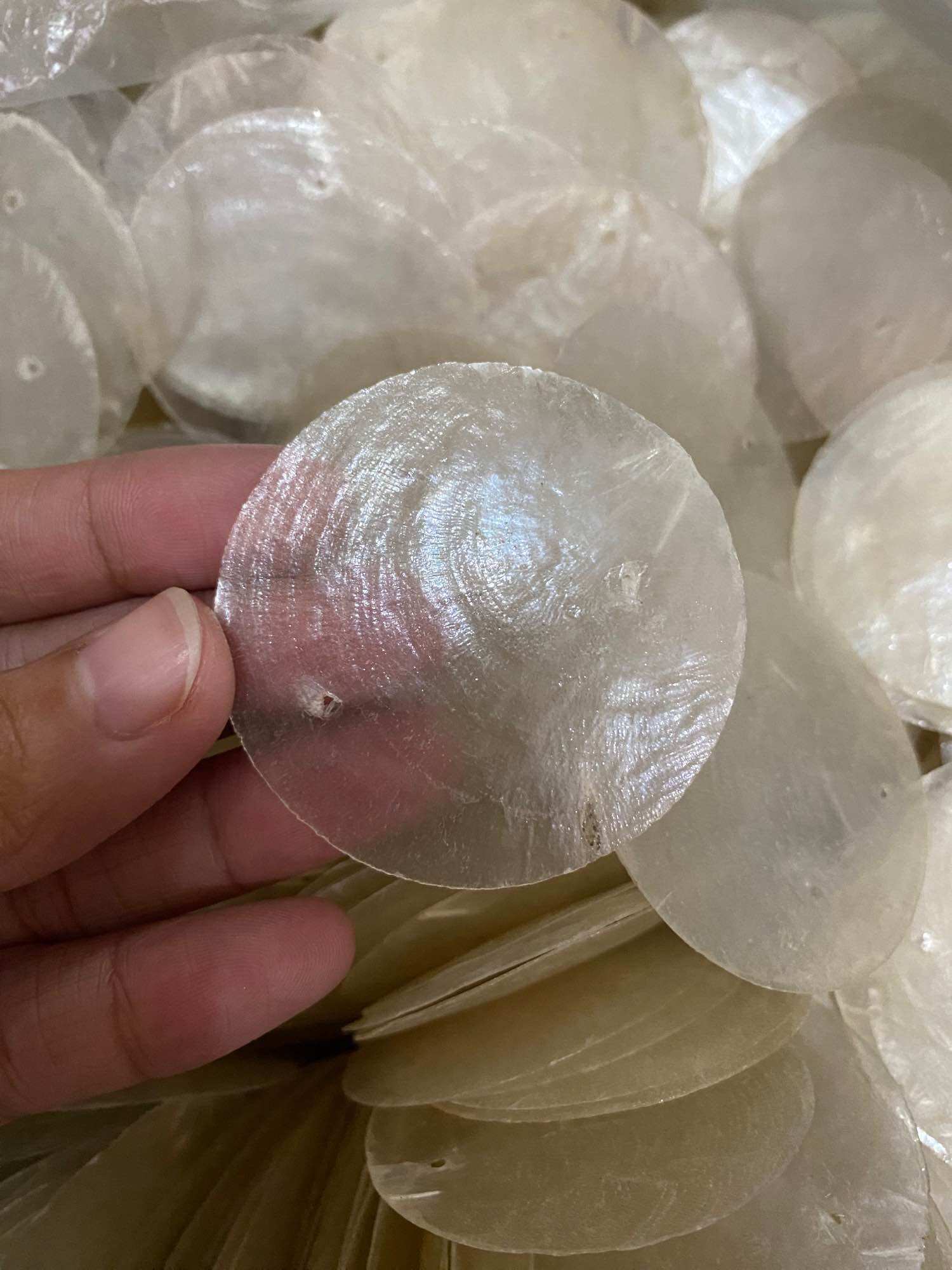 Raw Capiz Circle Cut Individual 2 inches