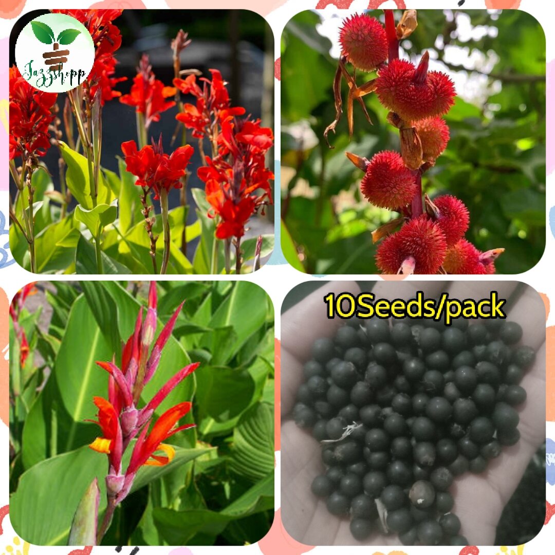 Canna lily Seeds Red flower (10 Seeds) Seeds for planting Lazada PH