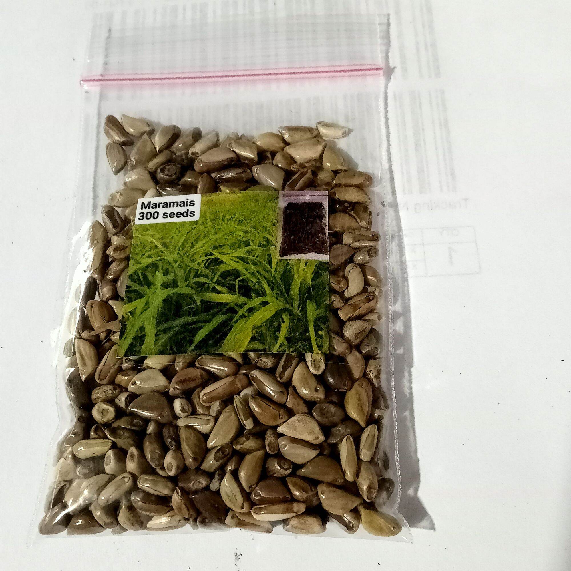 Maramais 300 seeds / Maramais 1000 seeds / Geukdong PH Forage Grass