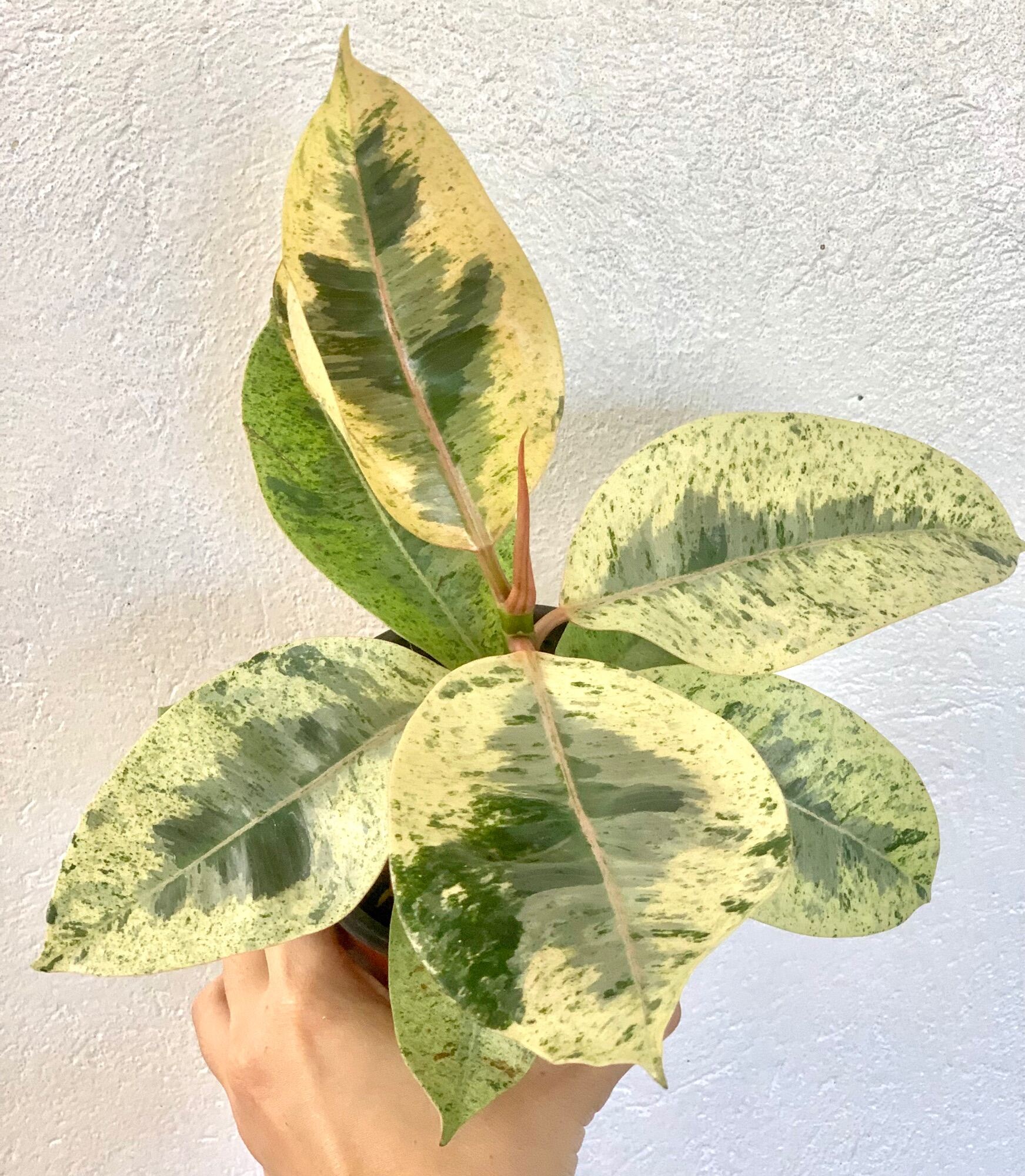 Shivereana Sunshine Rubber Tree Lazada PH