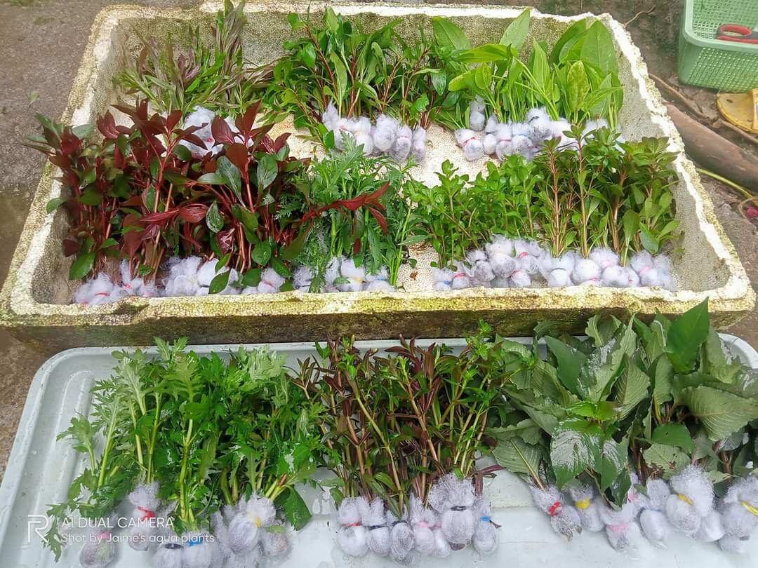 aquatic plants for aquarium 5 bundle assorted lowtech