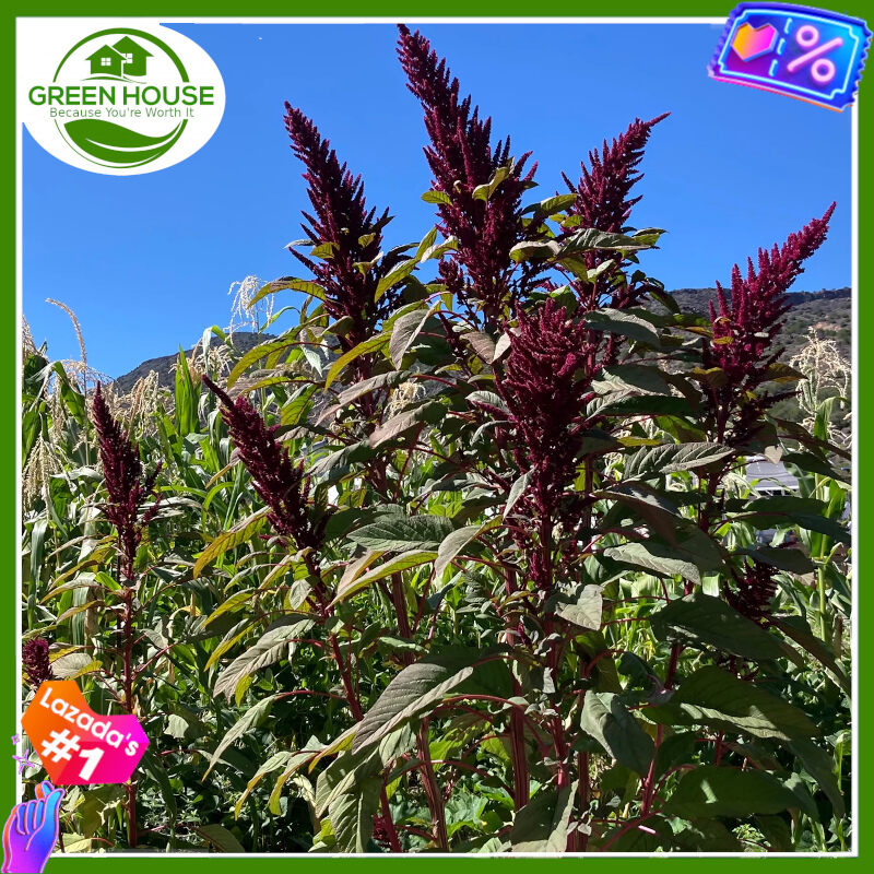 Green House® - Kulitis Amaranth Black for Planting Vegetable Plants ...