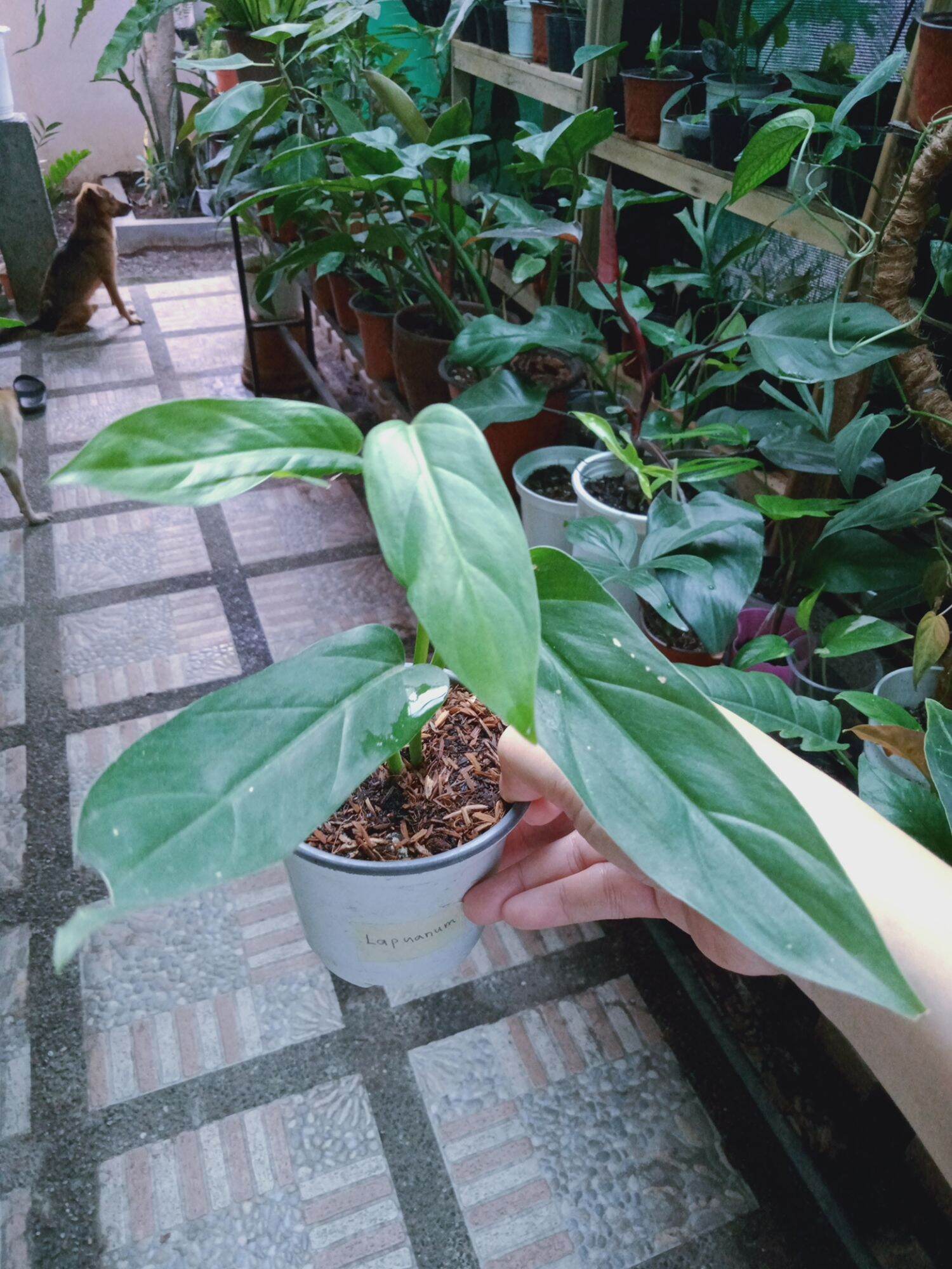 muehlenbeckia plant Variegated Fairy Vine - Angel Vine main image 1
