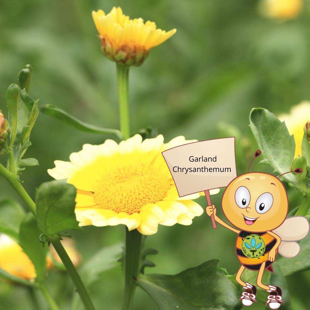 garland chrysanthemum flower 10 seeds for planting Lazada PH