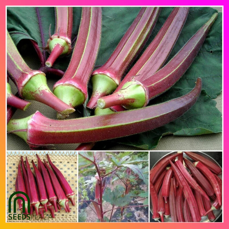 SeedsPLAZA Red Okra F1 Hybrid Seeds + FREE Planting Instructions