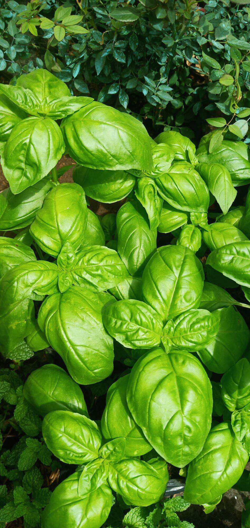 basil plants Lazada PH