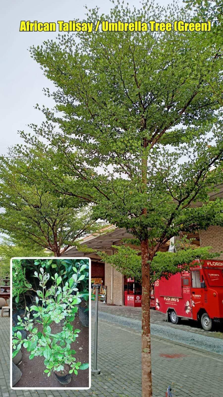 Live Plant Grafted Plant Marcoted Tree Green Talisay Umbrella Tree