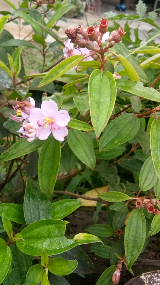 How to Grow and Care for Princess Flower