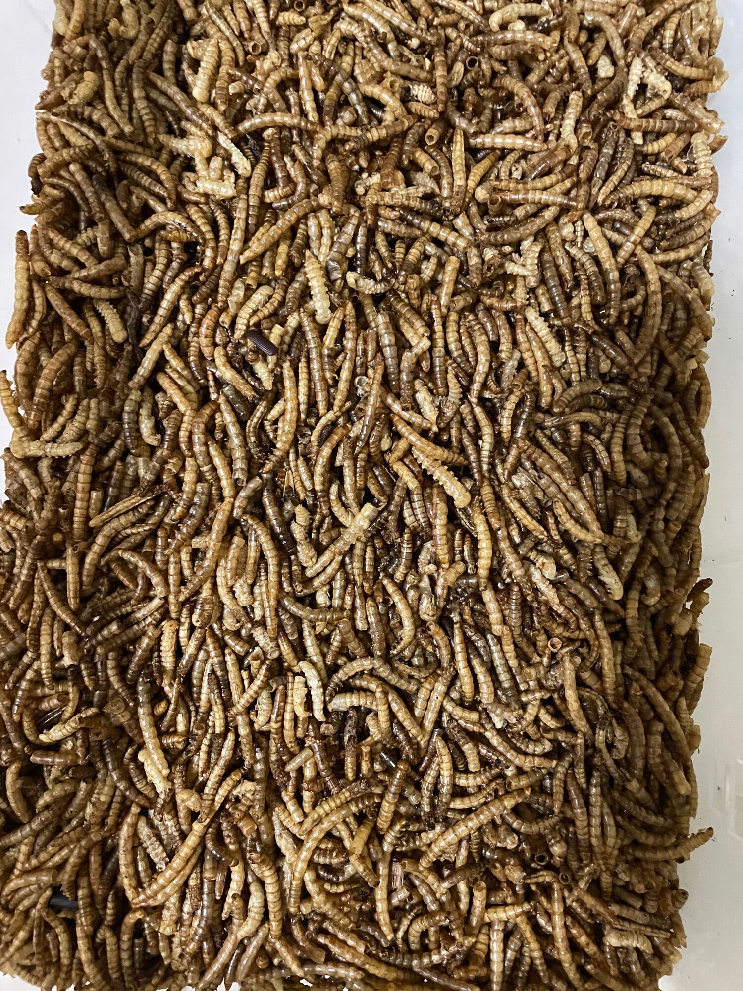 Dried Mealworms 150g 25g 15g Lazada PH