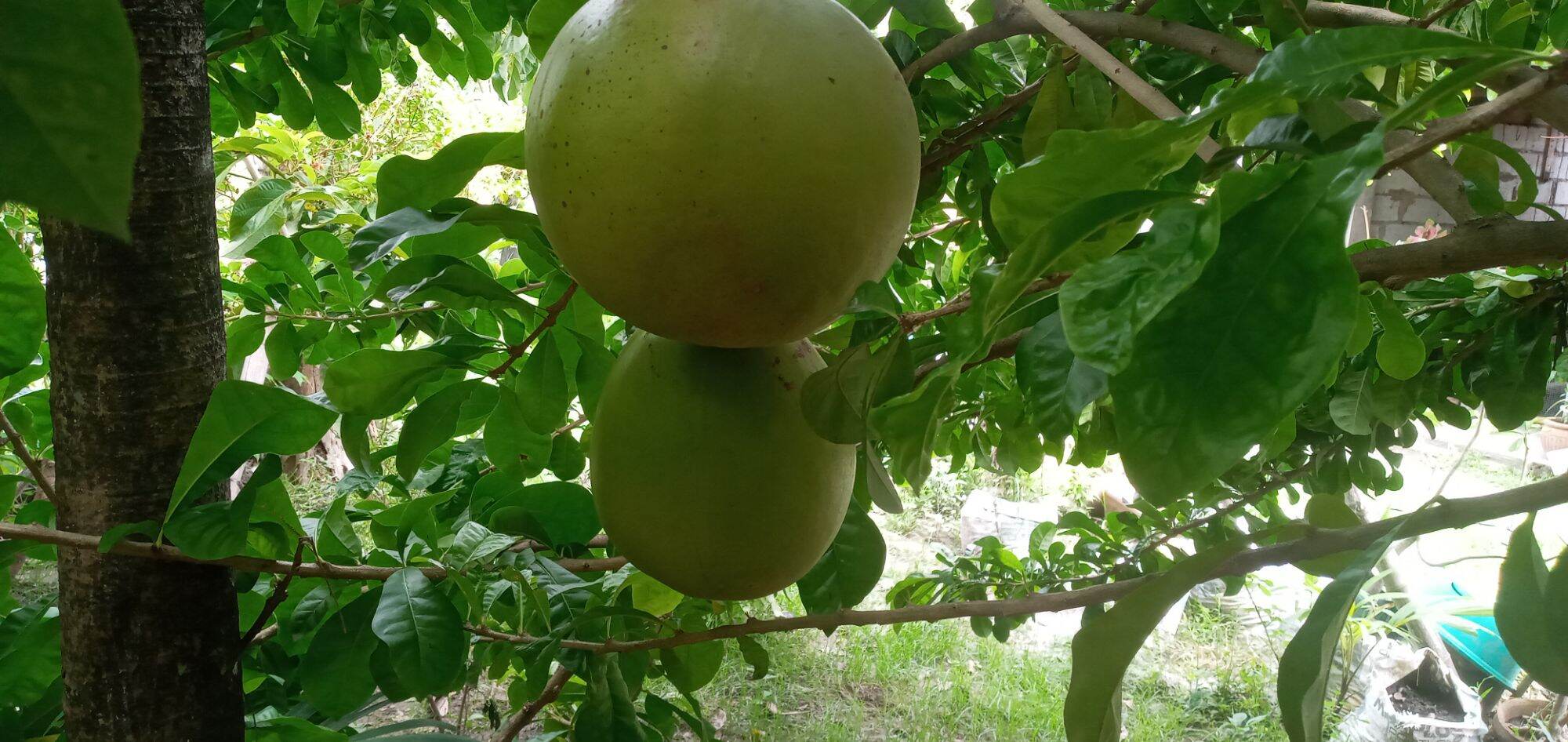 Calabash Miracle Fruit 1 pc Lazada PH