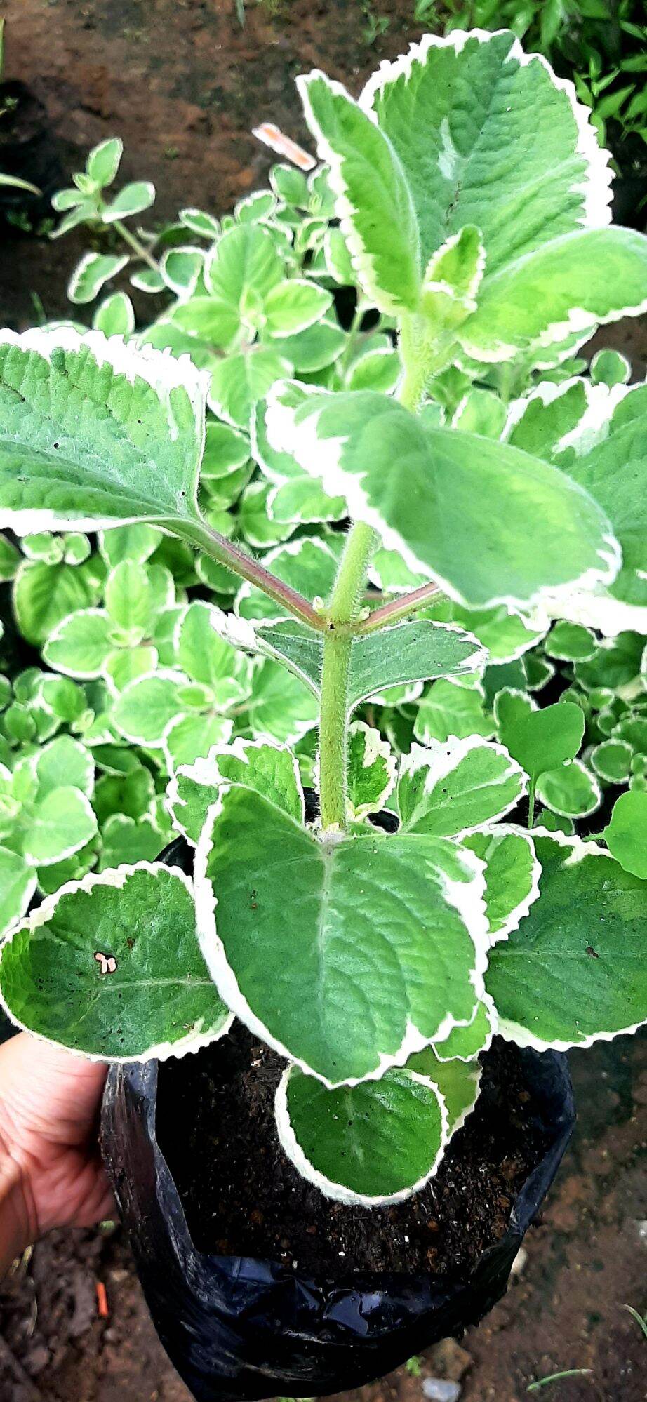 Variegated Oregano Lazada PH