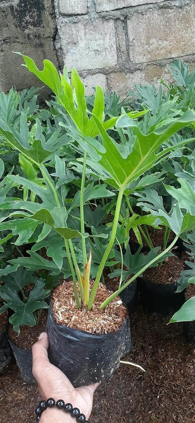 Selloum Plant Live sahod yaman YAMAN LUCKY plant Lazada PH
