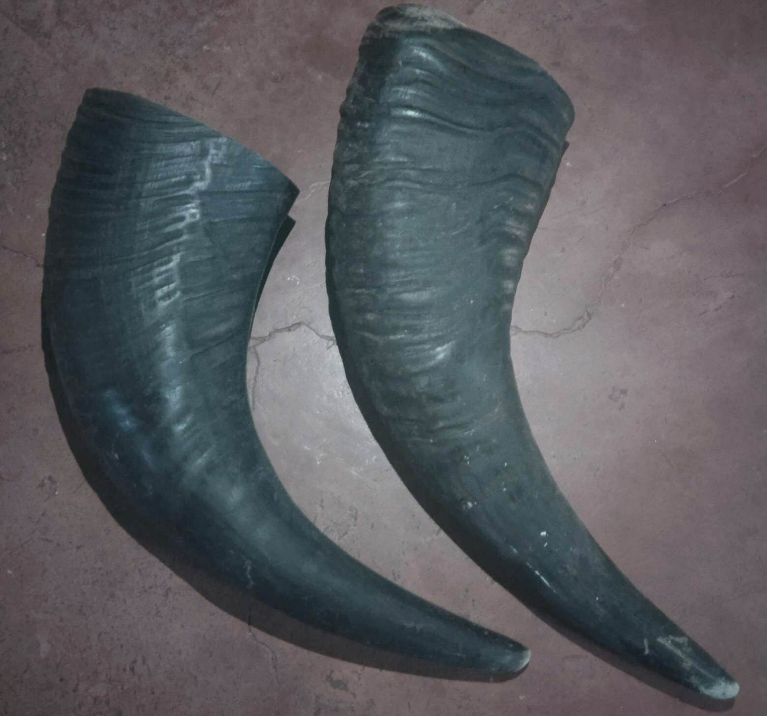 Authentic carabao horn 1012 inches CLEANED AND STERELIZED Lazada PH