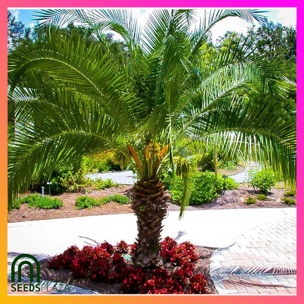 SeedsPLAZA™ Pygmy Date Palm Seeds for Indoor and Outdoor Gardens