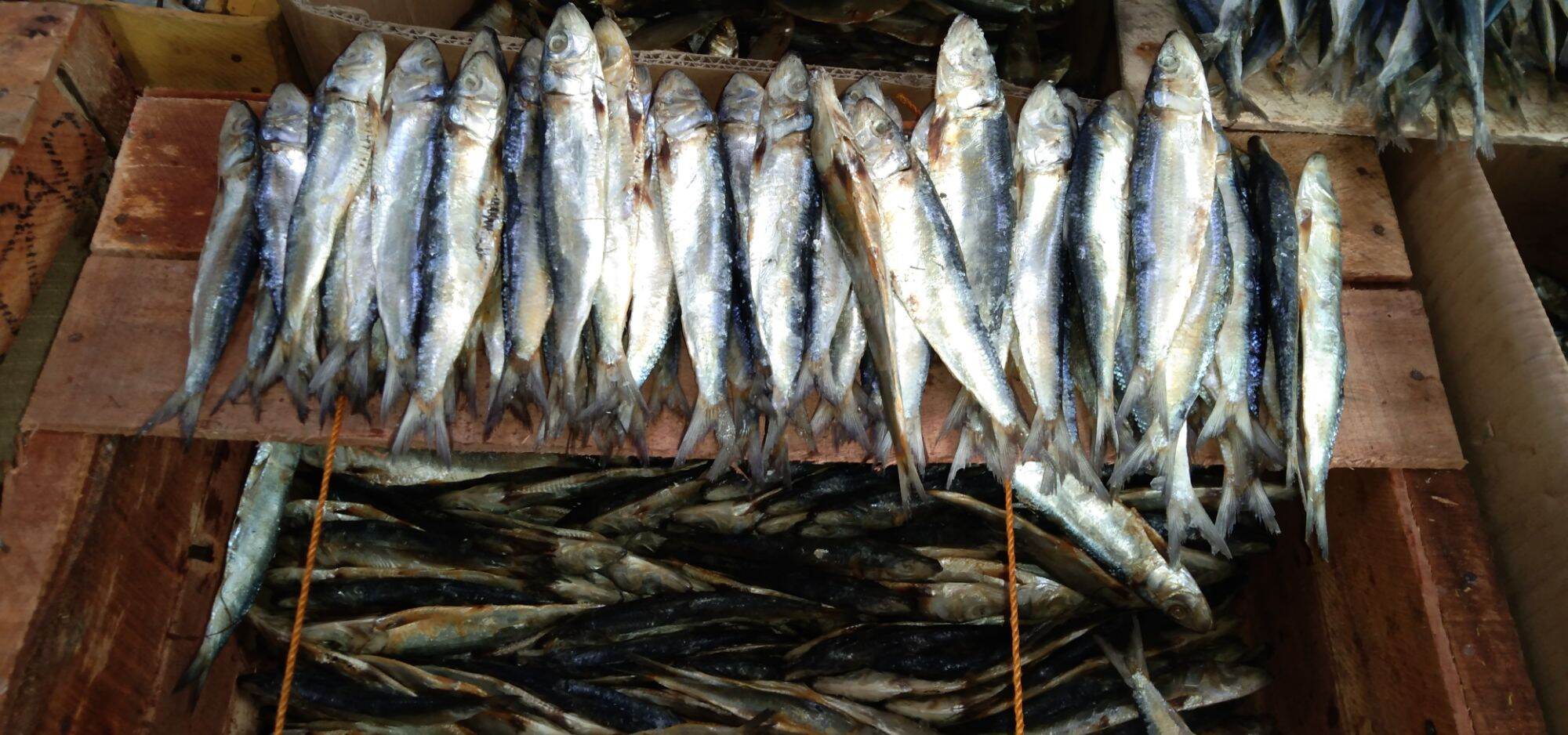 Dried Galunggong /Dried Fish Galunggong 1/2 kilo | Lazada PH