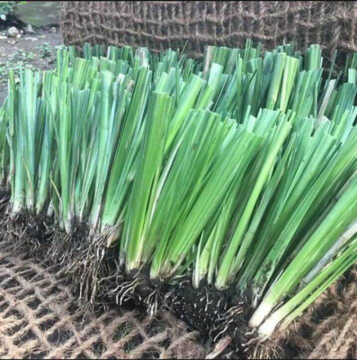 6pesos Per One of Vetiver Grass.. Vetiver Grass Slips or Seedling Best