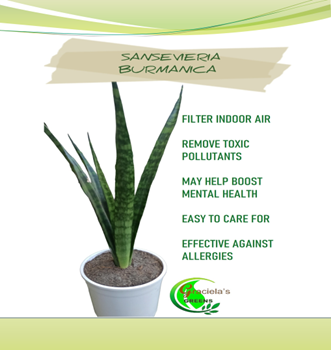 SANSEVIERIA BURMANICA  UPROOTED  | Lazada PH