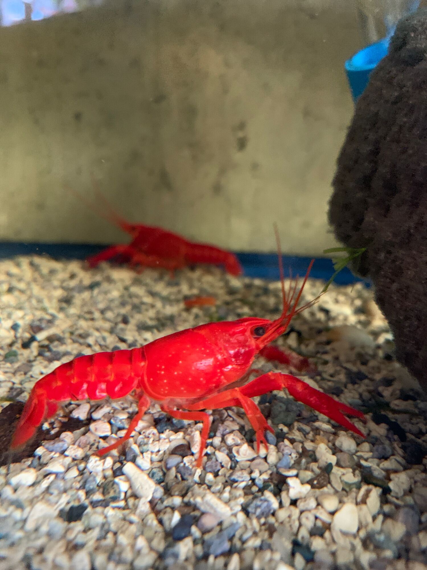 PET LOBSTER Lazada PH Buy sell online Fish Food with cheap price