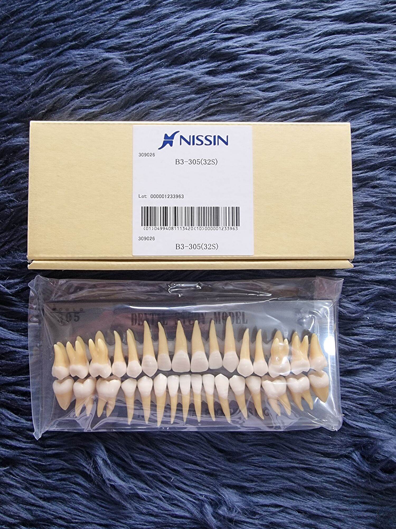 Nissin Anatomical Dental Study Model B3-305 | Lazada PH