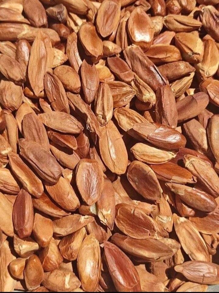 Raw Pili Nuts from bicol (with skin) 100g 250g 500g 1kg Lazada PH