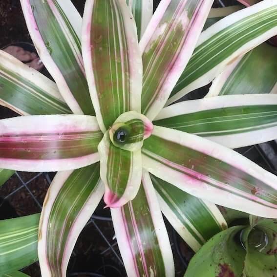 Bromeliads Nidularium Plants | Lazada PH