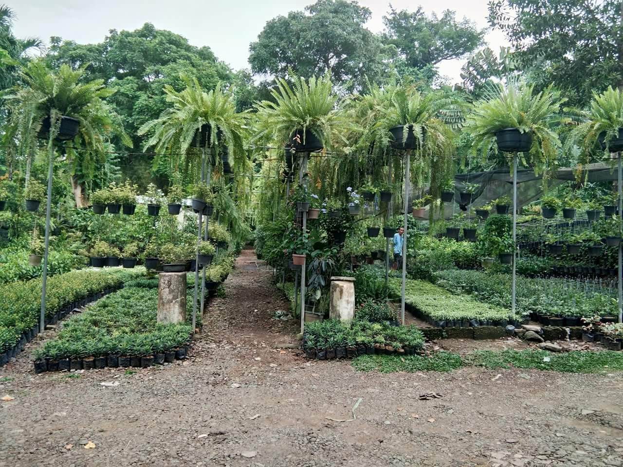 Peruvian Fern,, ,,, fully rooted,,pick up only.. 