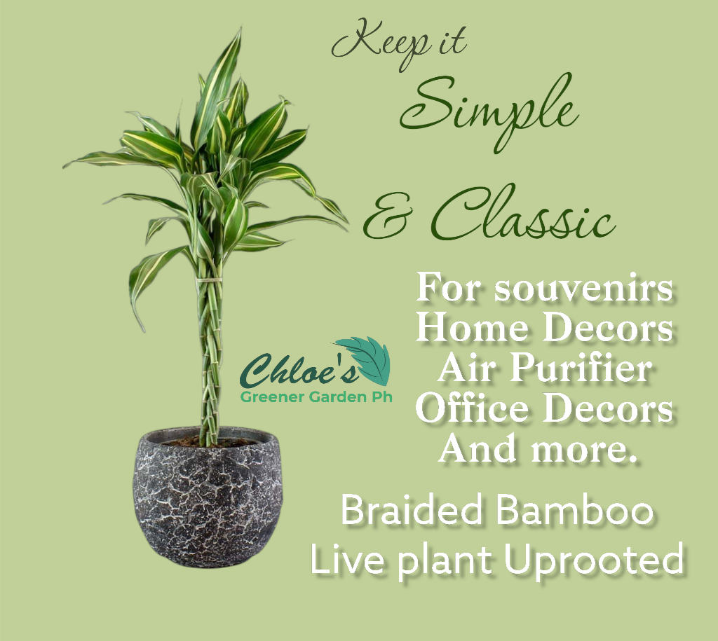 Uprooted Live Braided Bamboo Plant indoor plant for souvenirs Lazada PH