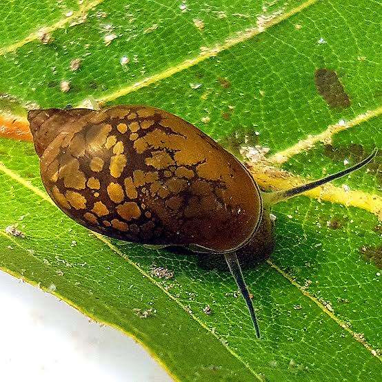 Bladder Snail Aquarium Cleaner Lazada PH