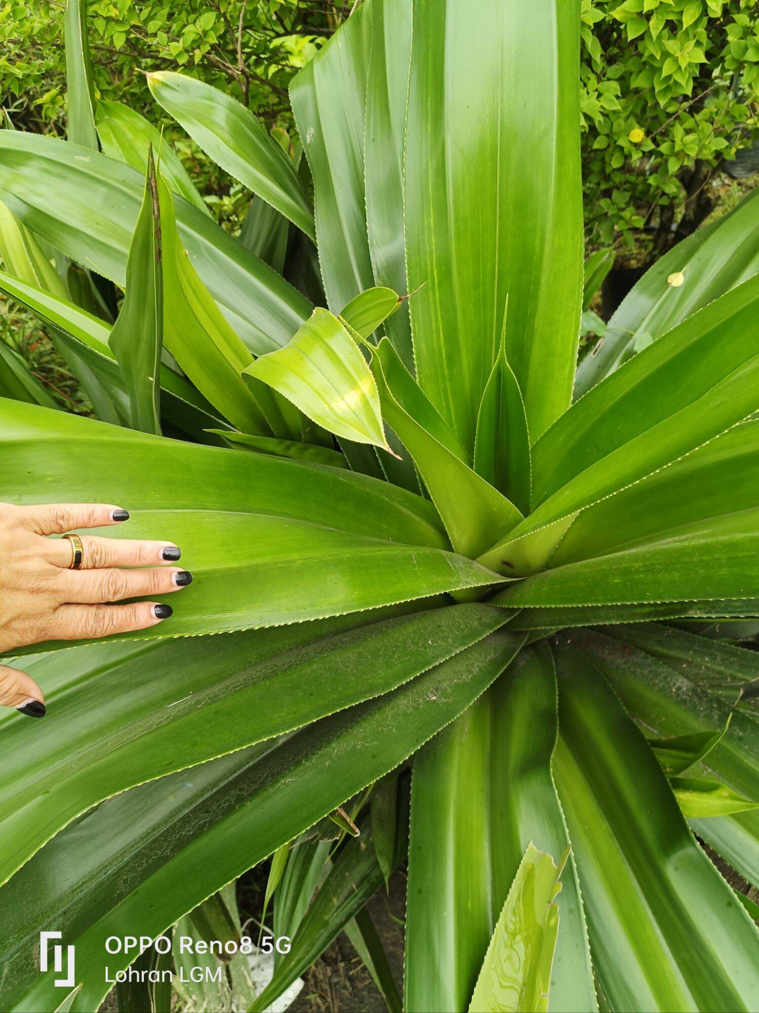 Pandan Lalaki Variety Not Aromatic Or Fragrant Lazada Ph