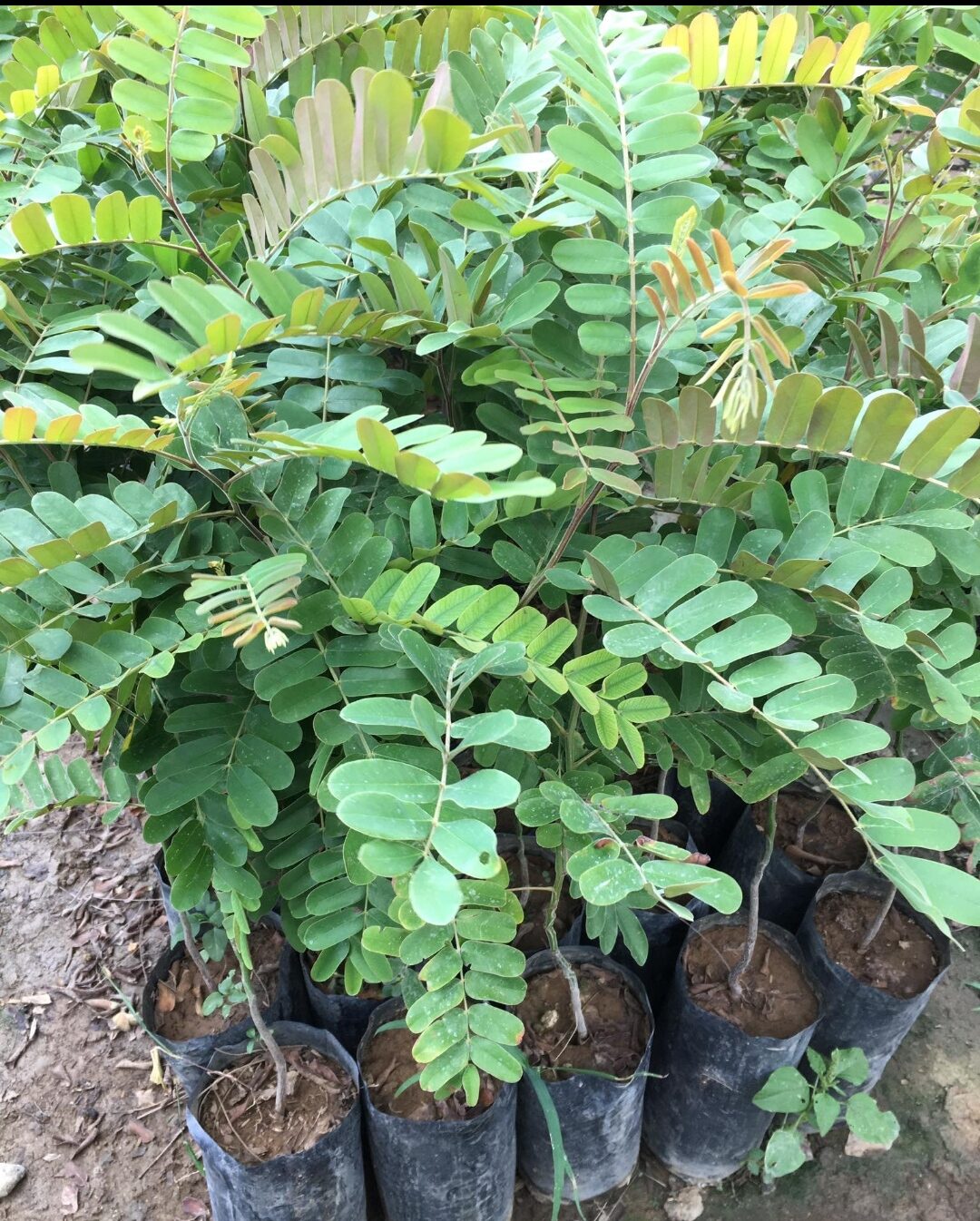 Palawan Cherry Blossom Lazada PH