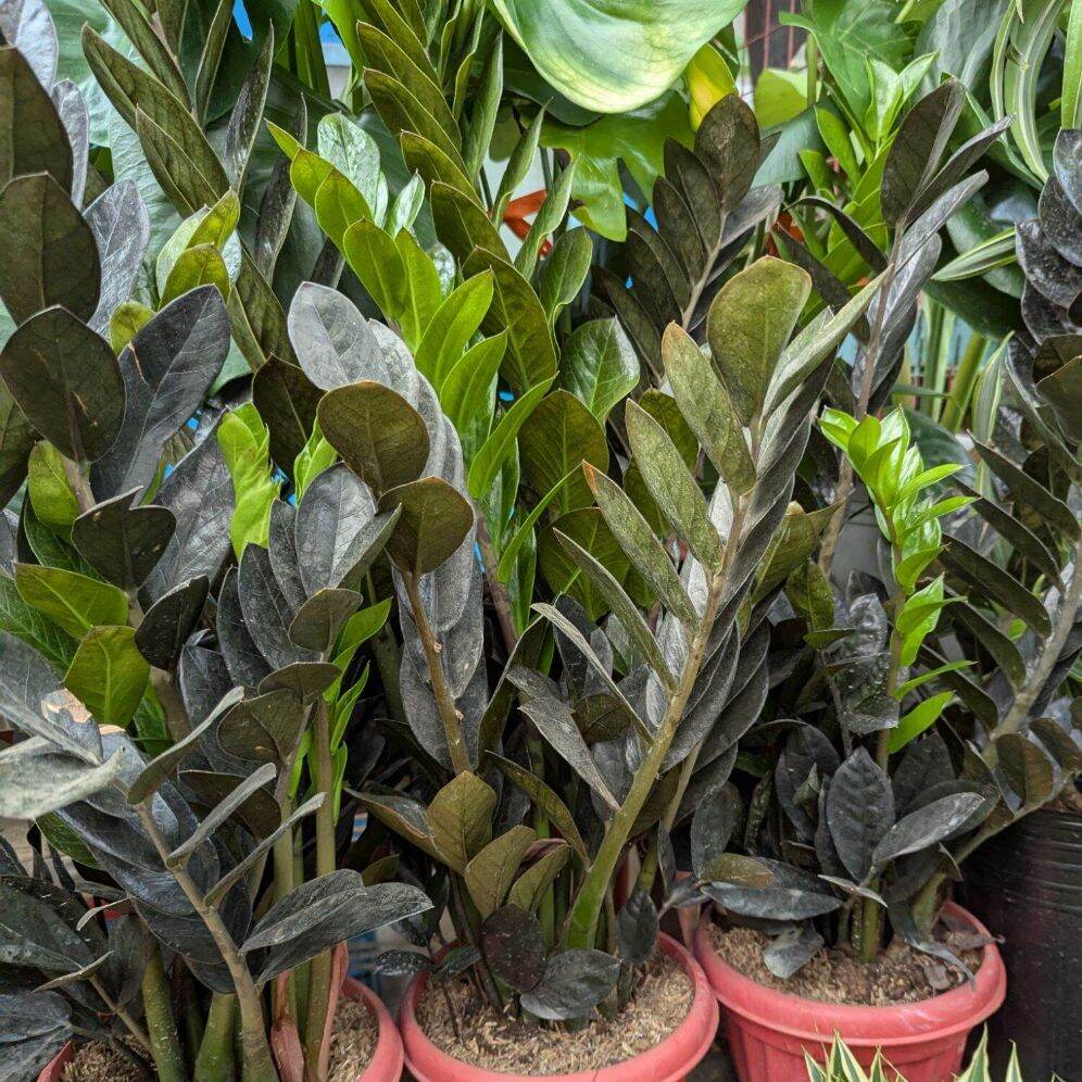 Explore Zz Plant Black Raven at Unbeatable Prices Online | Lazada  Philippines