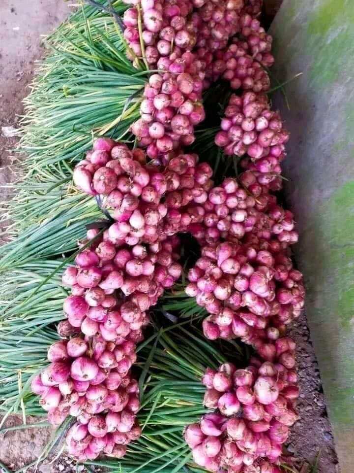 Sibuyas Tagalog Onion Herbs and Spices 250 per kilo Lazada PH