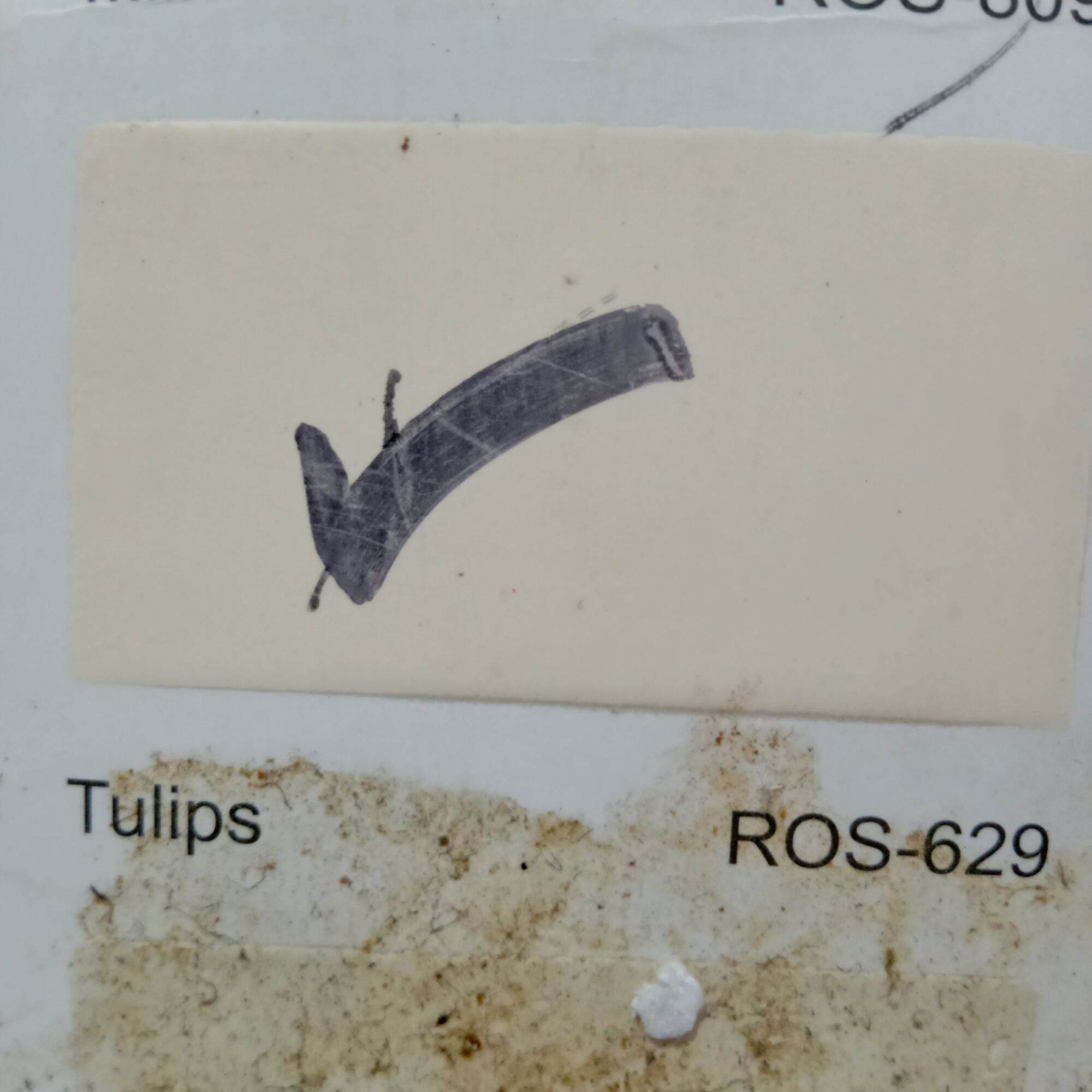 Rain or Shine Tulips 1 Liter (ROS 629) Lazada PH