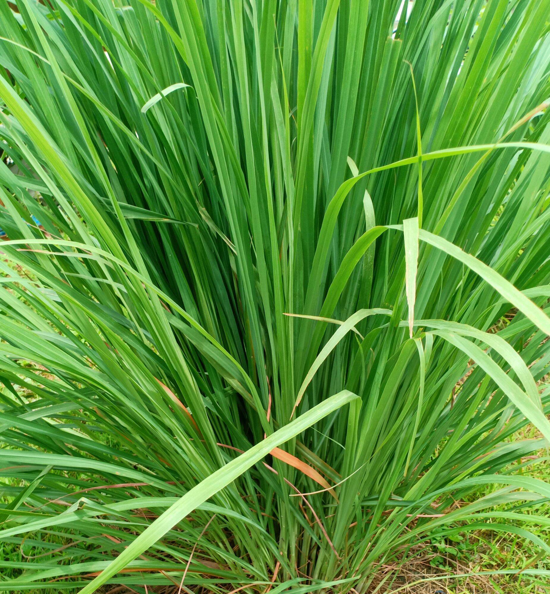 lemon-grass-tanglad-will-be-uprooted-upon-order-and-wrapped-with-garden