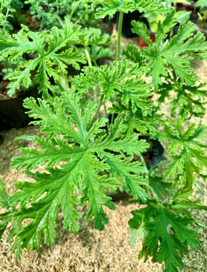 Citronella Malvarosa (Anti Mosquito Live Plant) with FREE garden soil