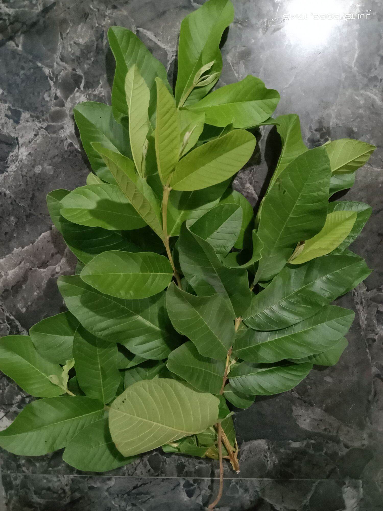 Bayabas Dahon Fresh Guava Leaves 50pcs Lazada Ph