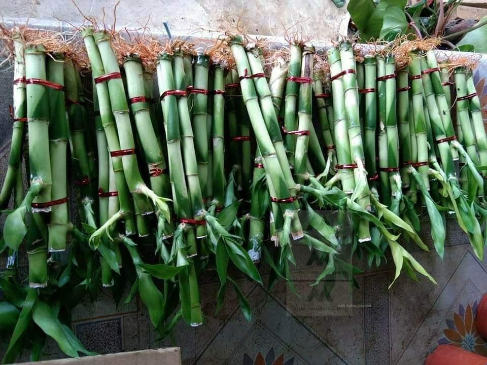 Lucky bamboo decoration   Garden Landscape indoor