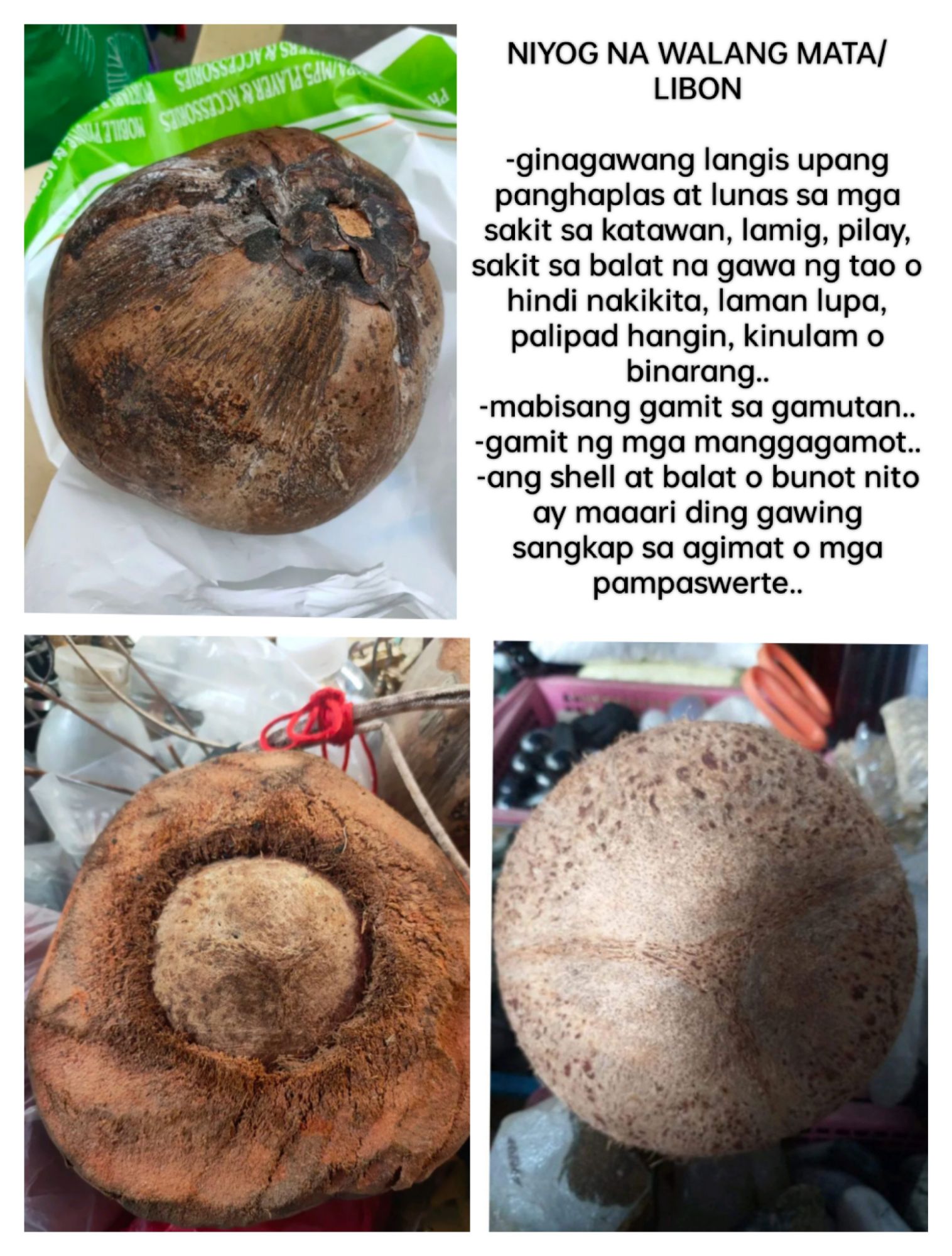 Niyog Na Walang Mata O Libon Gamit Sa Gamutan Mga Pangontra At Pampaswerte Lazada Ph 0278