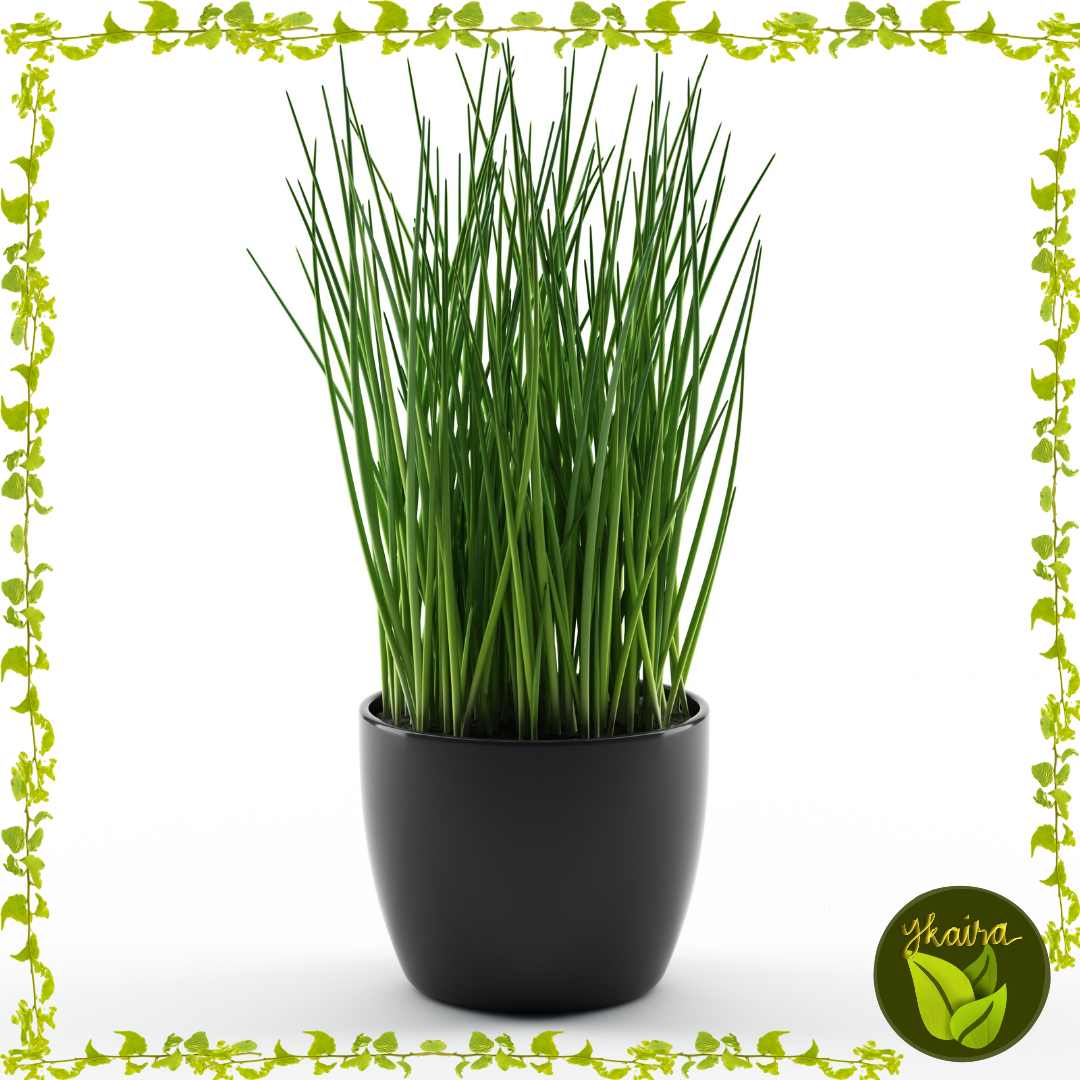 Chives Kutsay 20 Seeds For Planting Herb Lazada Ph