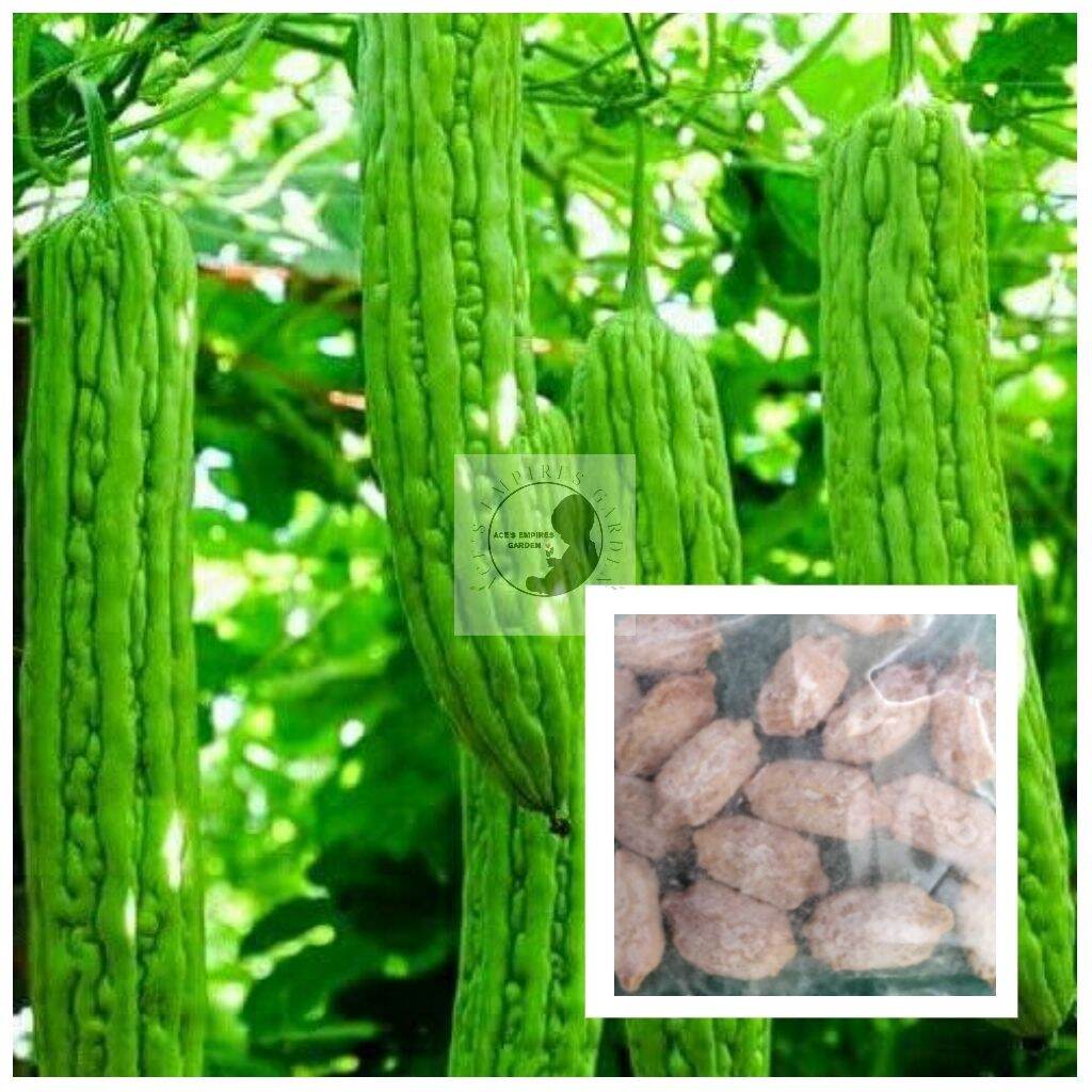 AMPALAYA hybrid seeds for planting ( 3 seeds ) VEGETABLES Lazada PH
