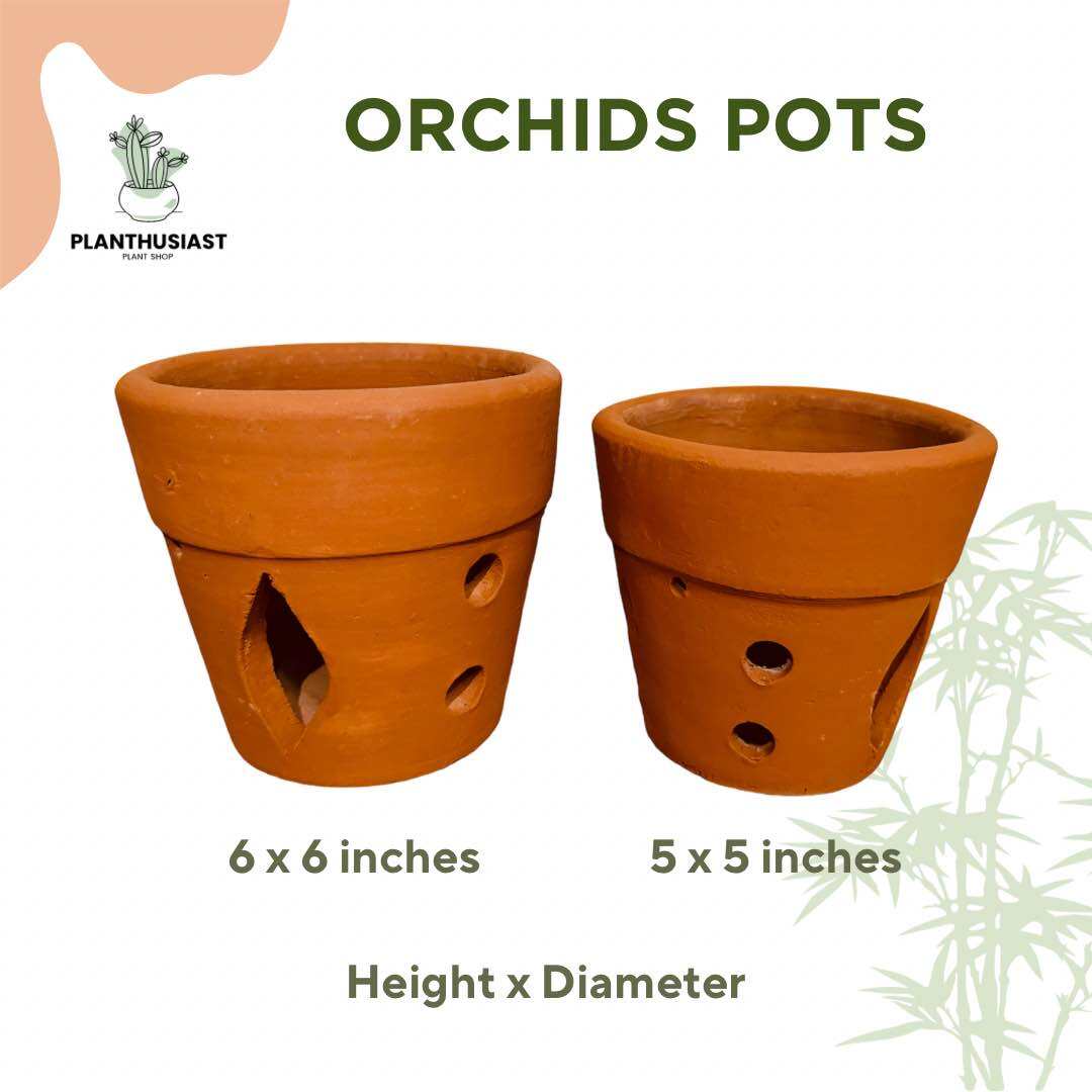 Orchids Terracotta Clay Pots 5x5 and 6x6 Lazada PH