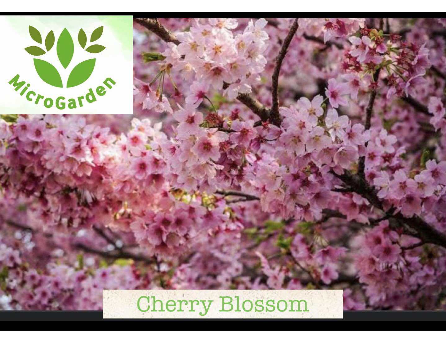 "Cherry Blossom Tropical Flower Seeds - Philippine Home Garden"