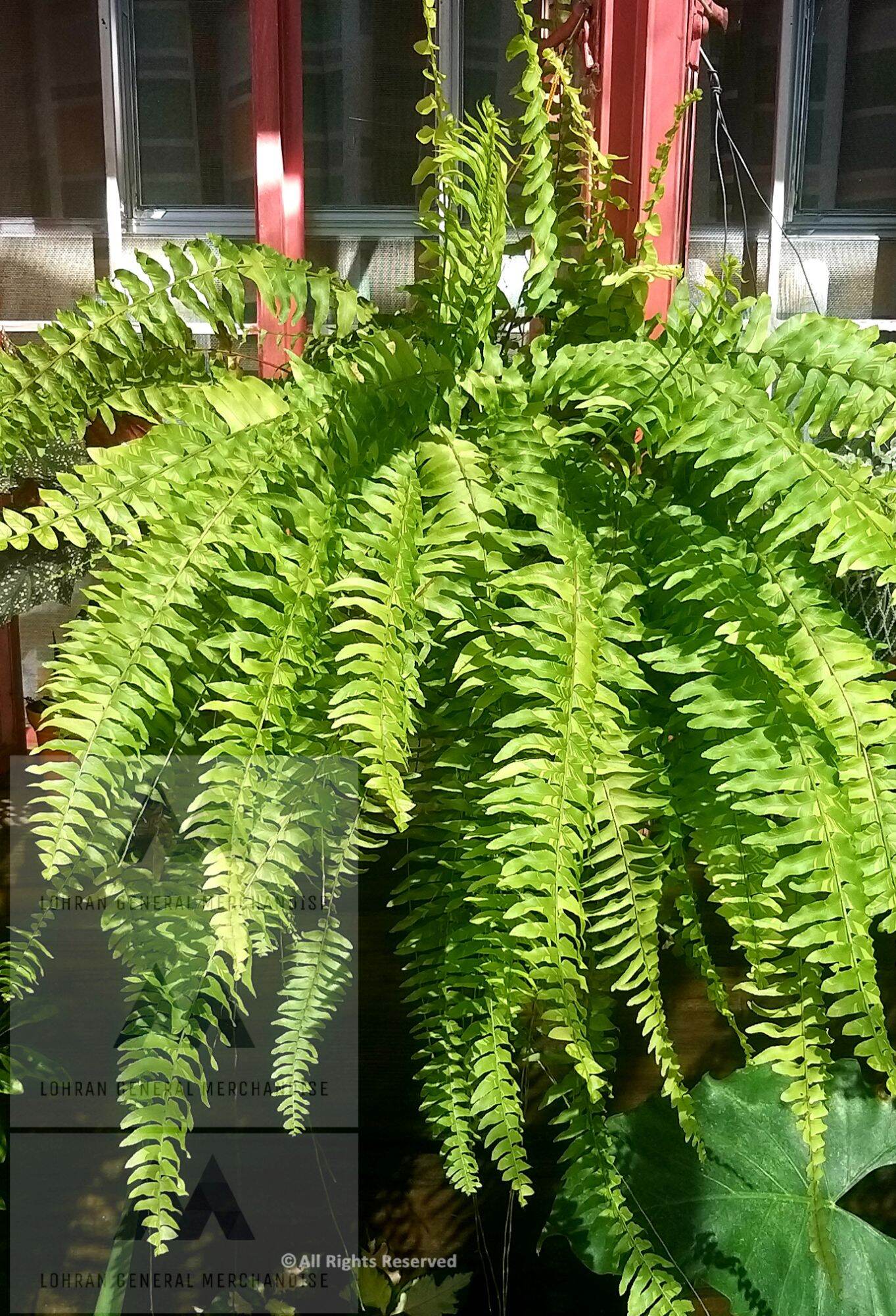Variegated Boston Fern Nephrolepis exaltata 'Variegata' Lazada PH