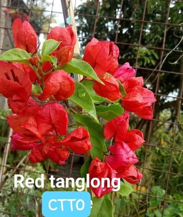 Tanglong