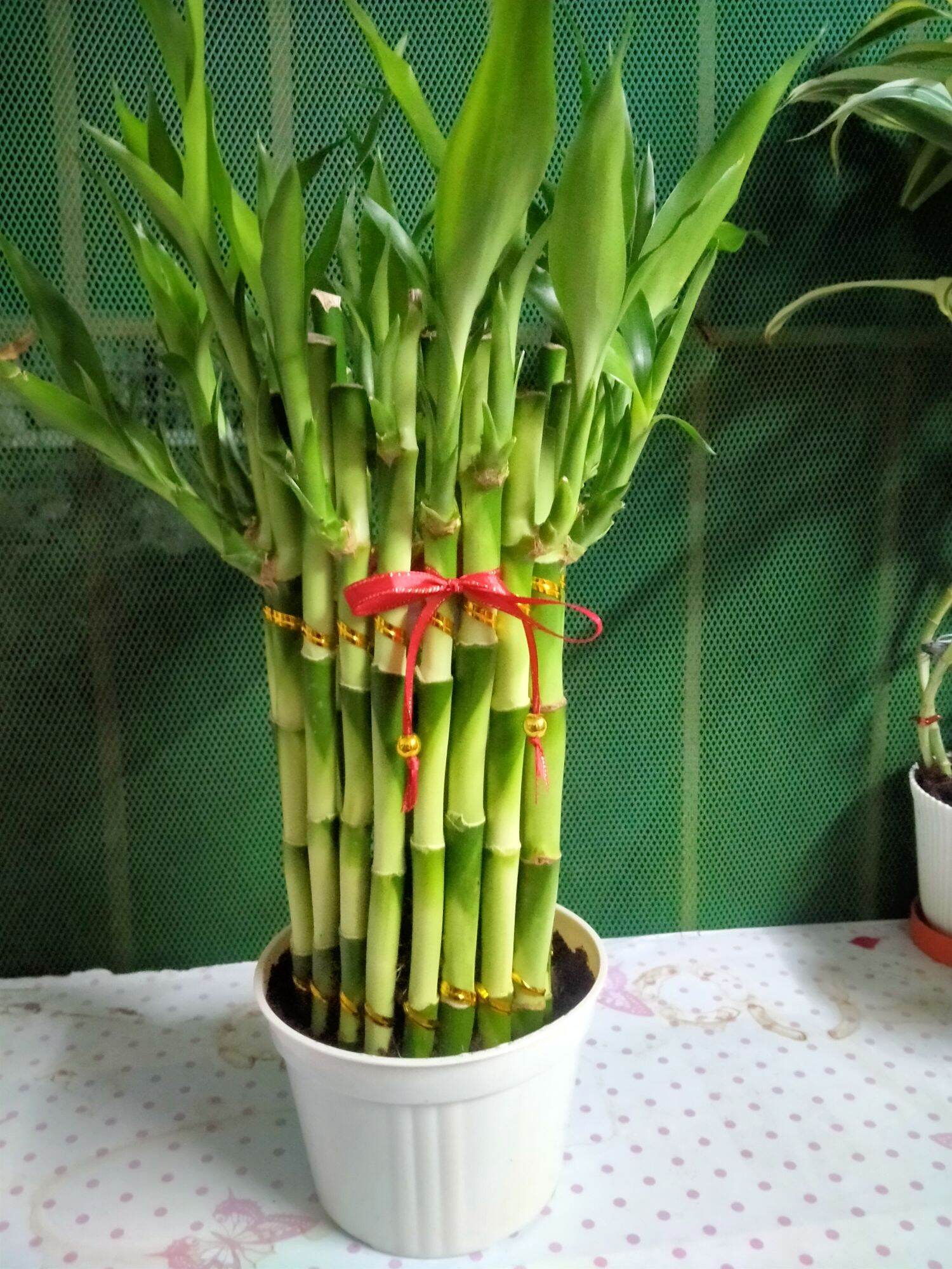 21-stalk-lucky-bamboo-good-fortune-represent-powerfull-blessings